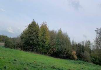 453383-Vorschaubild3