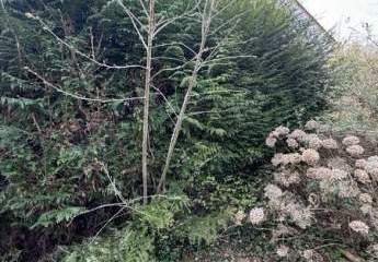 479730-Vorschaubild4