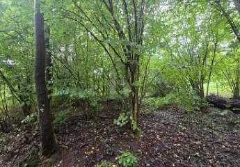 453698-Vorschaubild2