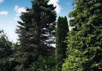 451578-Vorschaubild2