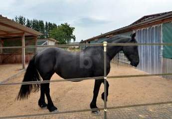 PFERDERANCH, REITANLAGE, TRAUMHAUS, TOP ZUSTAND