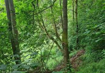 462021-Vorschaubild4