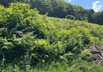 463695-Vorschaubild4