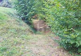 465781-Vorschaubild3