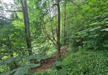 465363-Vorschaubild3