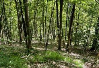 472773-Vorschaubild3