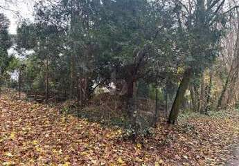 477175-Vorschaubild3