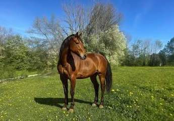 INVESTMENT IN IHRE ZUKUNFT- KAUFEN SIE LAND