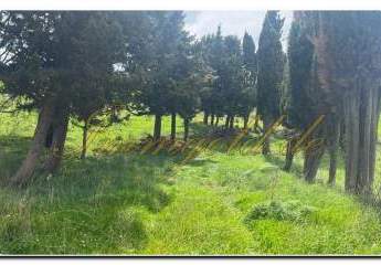 458719-Vorschaubild3