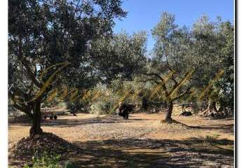 In Produktion befindliches Olivengrundstück mit riesigem Areal nahe der Costsa Del Azahar bei Rafael del Río
