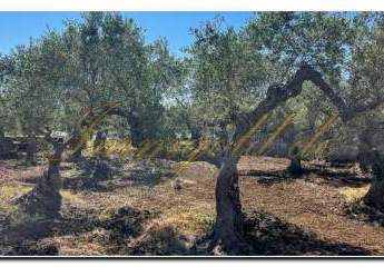 Immogold Sizilien SGS 25123 Tolles Areal inklusive eines Olivenhains und Rustuico