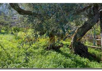 479266-Vorschaubild4