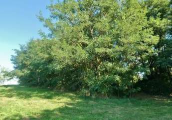 458165-Vorschaubild2