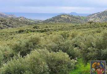 Süd Kreta Ag. Galini Grundstück 60.000qm mit ca. 1600 Olivenbäumen