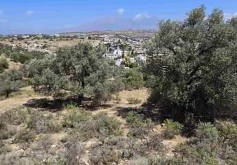 Kreta, Pitsidia, Grundstück 2.602 m²