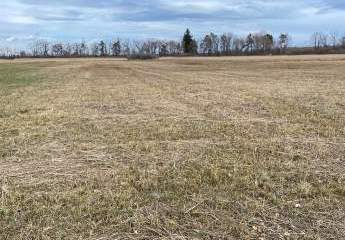 Eine schönes Stück Wiese / Streuwiese