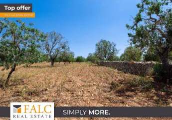 Baugrundstück mit Trockensteinmauern und altem Baumbestand in Felanitx