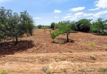 473207-Vorschaubild4