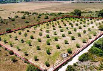 425962-Vorschaubild2