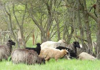 479463-Vorschaubild2