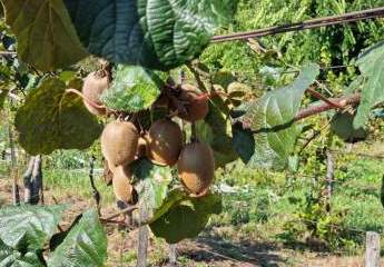 Weinberg-Grundstück in ruhiger Lage bei Héviz