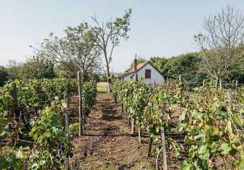 481129-Vorschaubild3