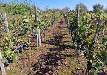 481129-Vorschaubild4