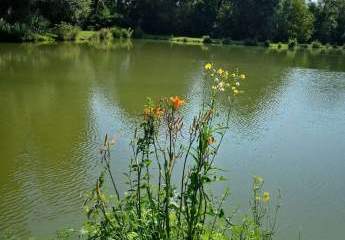 Exklusives Freizeit- und Investitionsobjekt: Gepflegter Angelsee in Top-Lage bei Pécs