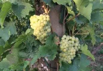 487654-Vorschaubild4