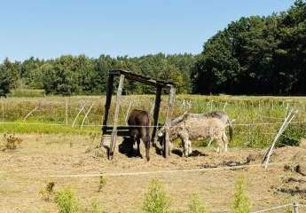 441355-Vorschaubild2