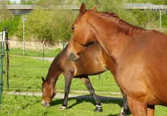 Aussiedlerhof | kernsaniertes Wohnhaus | 6.000m² | Pferdestall + Scheune + Werkstatt + Wiesen