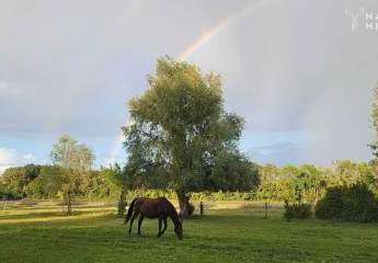 Pferdeparadies: 2 Wohnhäuser und viel Platz für 25 Pferde auf idyllischem Hof