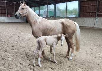 451293-Vorschaubild2