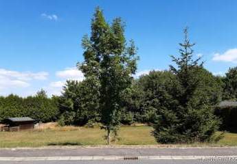 437532-Vorschaubild3