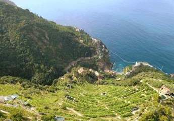 Rarität: Biologisches Weingut an der Amalfiküste - Kampanien