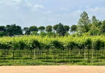 Secret Sale: 14ha grosses Weingut in der Valpolicella bei Verona - Gardasee