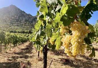 Exklusive Tenuta in Sardinien – 18 Hektar Weinbau und Land