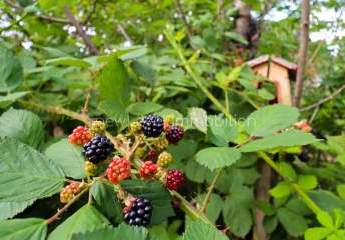 462232-Vorschaubild4