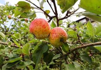 462232-Vorschaubild2