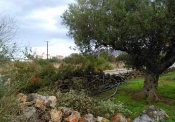 Ruhiges Grundstück mit Olivenbäumen an Stränden