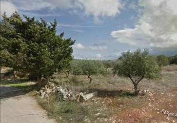 Ländliche Umgebung mit Olivenbäumen auf Kreta