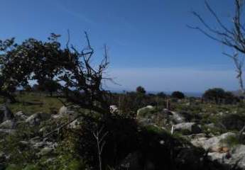 Kreta, Mouzouras: Großes Grundstück im Grünen zu verkaufen