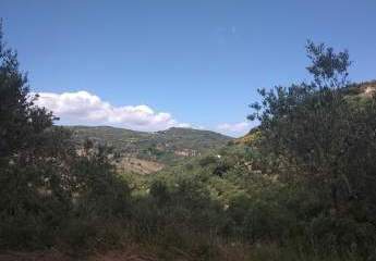 Im Herzen der kretischen Natur – In den Olivenbäumen