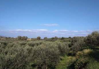Kreta, Nea Kydonia: Grundstück in Chryssi Akti zu verkaufen