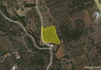 Baugrundstück mit Olivenhain in Sissi, Kreta