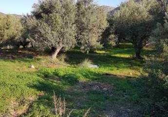 Kreta, Sisi: Baugrundstück etwas außerhalb des Dorfes zu verkaufen