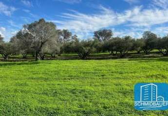 Kreta, Pitsidia: Grundstück zwischen zwei schönen Dörfern zu verkaufen