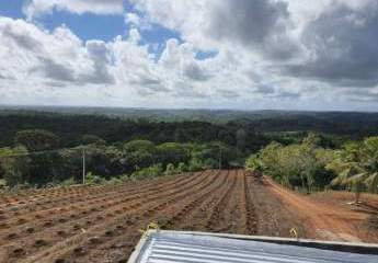 Kakao oder Bananenanbau in Bahia - Brasilien