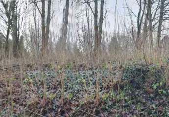 443201-Vorschaubild2