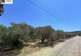 452575-Vorschaubild3